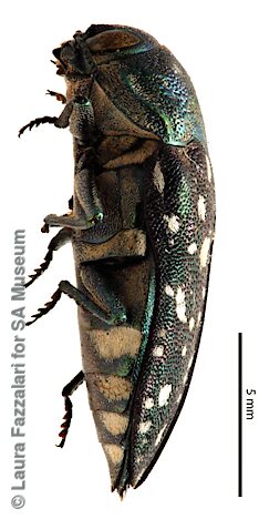 Diphucrania robertfisheri, SAMA 25-019248, female, paratype, adapted from original, CC BY NC SA 4.0, FR, photo by Laura Fazzalari for SA Museum